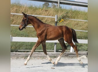 Caballo alemán, Semental, Potro (05/2024), 168 cm, Castaño