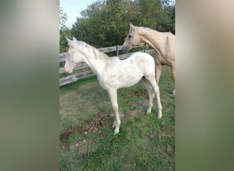 Caballo alemán, Semental, Potro (04/2026), 168 cm, Cremello