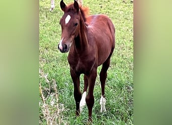 Caballo alemán, Semental, Potro (04/2025), 169 cm, Alazán-tostado