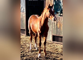 Caballo alemán, Semental, Potro (01/2026), 169 cm, Alazán-tostado