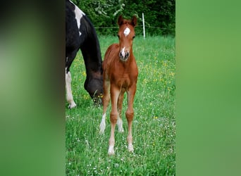 Caballo alemán, Semental, Potro (04/2025), 169 cm, Alazán-tostado