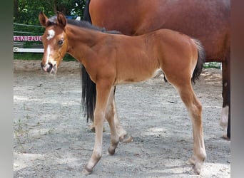 Caballo alemán, Semental, Potro (05/2026), 169 cm, Castaño
