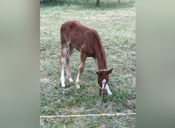 Caballo alemán, Semental, , Alazán-tostado