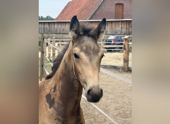 Caballo alemán, Semental, Potro (05/2026), Buckskin/Bayo