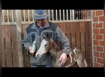 Caballo alemán, Semental, Potro (01/2025)