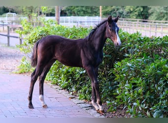 Caballo alemán, Semental, Potro (06/2024), Castaño