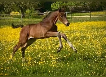 Caballo alemán, Semental, Potro (04/2026), Castaño