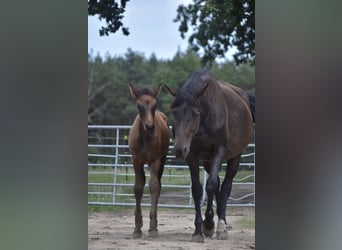 Caballo alemán, Semental, Potro (05/2025), Castaño oscuro
