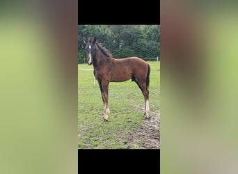 Caballo alemán, Semental, Potro (04/2024), Castaño oscuro