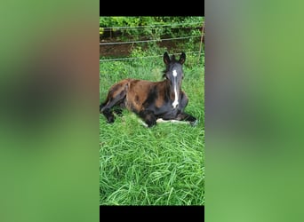 Caballo alemán, Semental, Potro (04/2024), Castaño oscuro