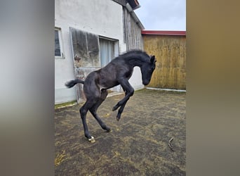 Caballo alemán, Semental, Potro (02/2026), Morcillo