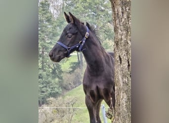Caballo alemán, Semental, Potro (02/2026), Morcillo