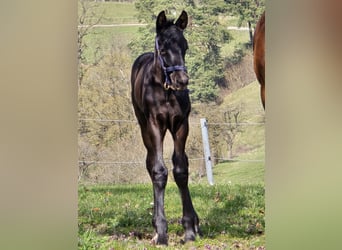 Caballo alemán, Semental, Potro (02/2026), Morcillo