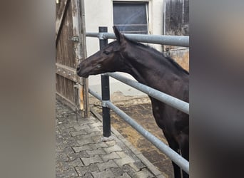 Caballo alemán, Semental, Potro (02/2026), Morcillo