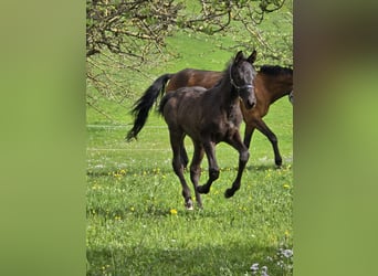 Caballo alemán, Semental, Potro (02/2026), Morcillo