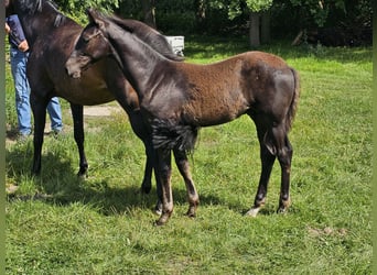Caballo alemán, Semental, Potro (04/2025), Morcillo
