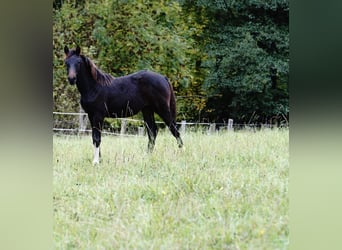 Caballo alemán, Semental, Potro (04/2025), Morcillo