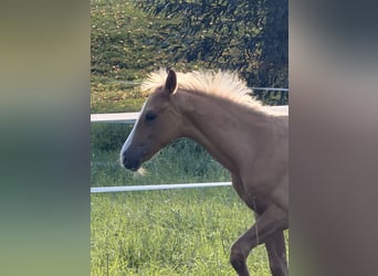 Caballo alemán, Semental, Potro (06/2026), Palomino