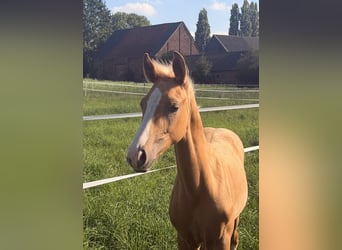 Caballo alemán, Semental, Potro (06/2026), Palomino