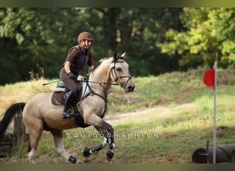 Caballo alemán, Semental, 18 años, 170 cm, Tobiano-todas las-capas