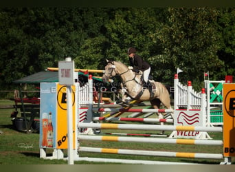 Caballo alemán, Semental, 18 años, 170 cm, Tobiano-todas las-capas