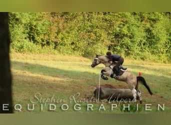 Caballo alemán, Semental, 18 años, 170 cm, Tobiano-todas las-capas