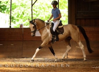 Caballo alemán, Semental, 18 años, 170 cm, Tobiano-todas las-capas