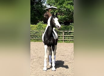 Caballo alemán, Semental, 4 años, 175 cm, Tobiano-todas las-capas