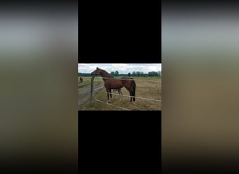 Caballo alemán, Yegua, 10 años, 155 cm, Alazán