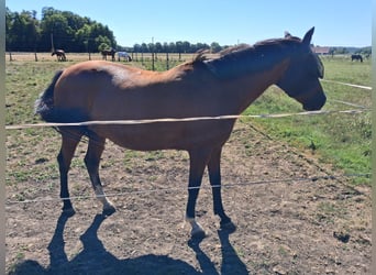 Caballo alemán, Yegua, 10 años, 157 cm, Castaño