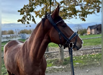 Caballo alemán, Yegua, 10 años, 158 cm, Castaño