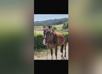 Caballo alemán, Yegua, 10 años, 158 cm, Castaño oscuro