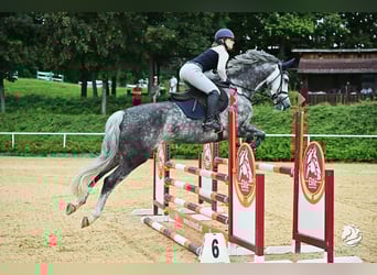 Caballo alemán, Yegua, 10 años, 165 cm, Tordo