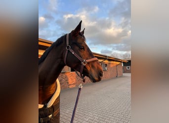 Caballo alemán, Yegua, 10 años, 167 cm, Castaño