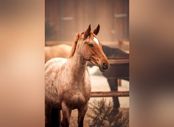 Caballo alemán, Yegua, 10 años, Ruano alazán