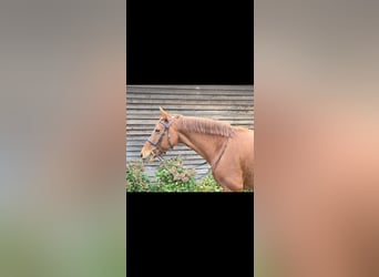 Caballo alemán, Yegua, 11 años, 161 cm, Alazán