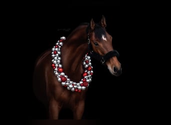 Caballo alemán, Yegua, 11 años, 163 cm, Castaño