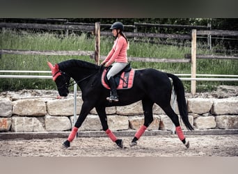 Caballo alemán, Yegua, 11 años, 168 cm, Negro