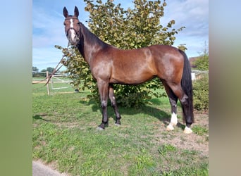 Caballo alemán, Yegua, 11 años, 169 cm, Castaño oscuro
