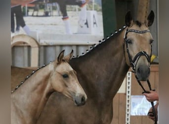 Caballo alemán, Yegua, 12 años, 163 cm, Buckskin/Bayo