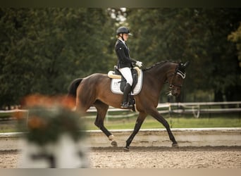 Caballo alemán, Yegua, 12 años, 167 cm, Castaño