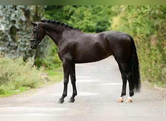 Caballo alemán, Yegua, 12 años, 172 cm, Negro