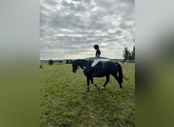 Caballo alemán, Yegua, 13 años, 162 cm, Castaño oscuro