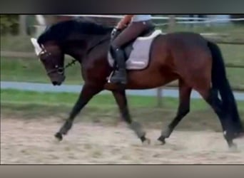 Caballo alemán, Yegua, 13 años, 165 cm, Castaño oscuro