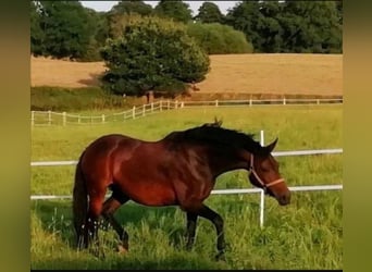 Caballo alemán, Yegua, 13 años, 165 cm, Castaño oscuro