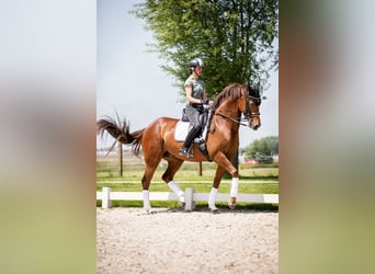 Caballo alemán, Yegua, 13 años, 168 cm, Alazán-tostado