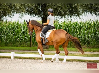 Caballo alemán, Yegua, 13 años, 168 cm, Alazán-tostado