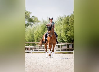Caballo alemán, Yegua, 13 años, 168 cm, Alazán-tostado