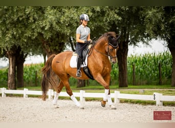 Caballo alemán, Yegua, 13 años, 168 cm, Alazán-tostado