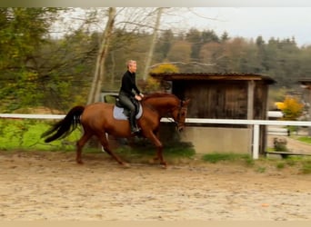 Caballo alemán, Yegua, 13 años, 170 cm, Alazán